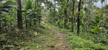 2.25 Acre Agricultural/Farm Land for Sale in Attapadi, Palakkad