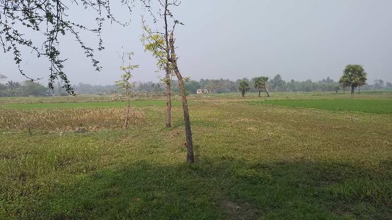 6 bigha farmland for sale at Mathur, near Ganga Kutir Raichak, South 24 Parganas