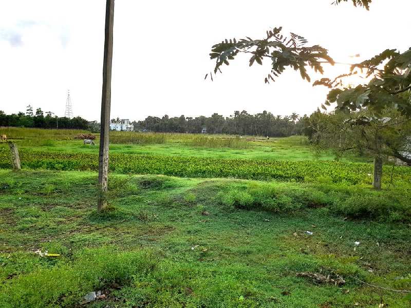 3 Bigha Farmland For Sale at Raichak, Near Ambuja Ganga Kutir, Diamond Harbour, South 24 Parganas, West Bengal