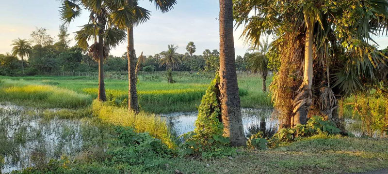 58 Katha Farmland For Sale Near Ambuja Ganga Kutir Raichak, Diamond Harbour
