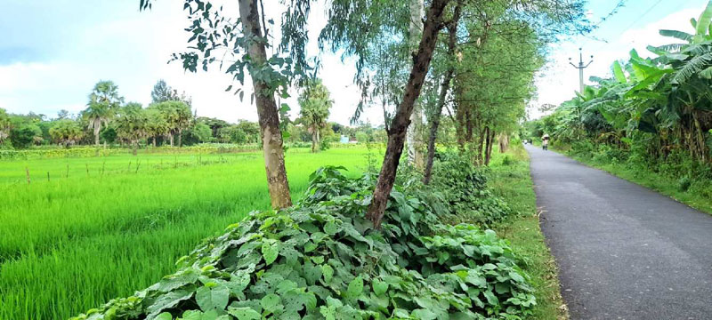 3.5 Bigha Farmland For Sale at Bhadura, Near Falta SEZ, South 24 Pargana, West Bengal