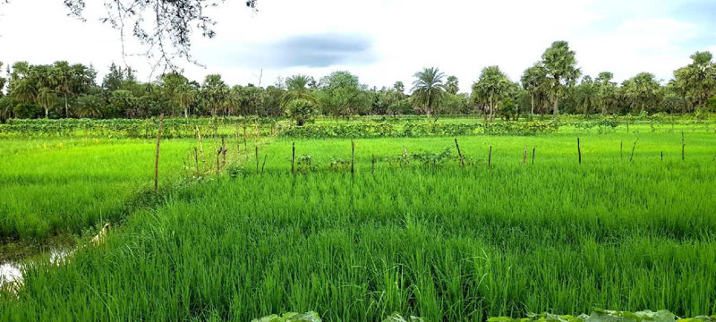 3.5 Bigha Farmland For Sale at Bhadura, Near Falta SEZ, South 24 Pargana, West Bengal