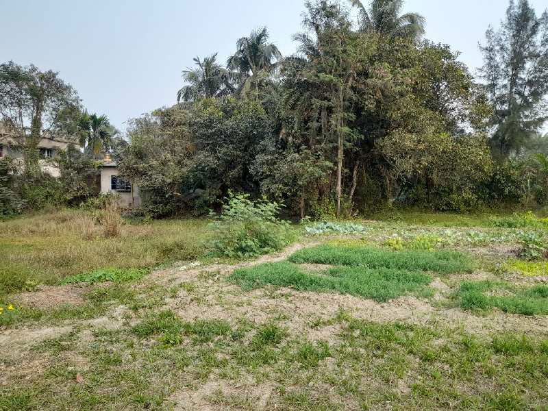 5.5 Bigha Farmland For Sale at Fatepur, Off D.H. Road, NH-117, South 24 Pargana, West Bengal