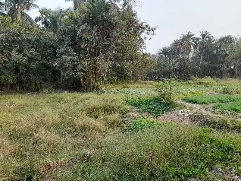 5.5 Bigha Farmland For Sale at Fatepur, Off D.H. Road, NH-117, South 24 Pargana, West Bengal
