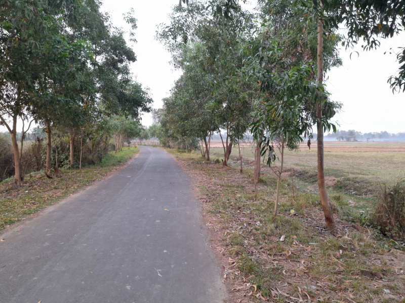 10 Bigha Agriculture Land For Sale at Chanda, Diamond Harbour, South 24 Parganas, West Bengal