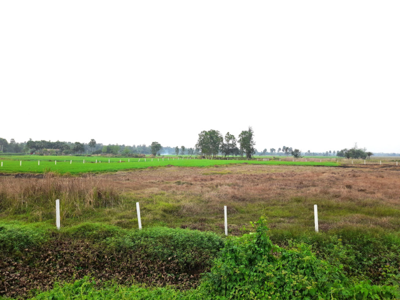 3 Bigha Agricultural/Farm Land for Sale in Diamond Harbour, South 24 Parganas