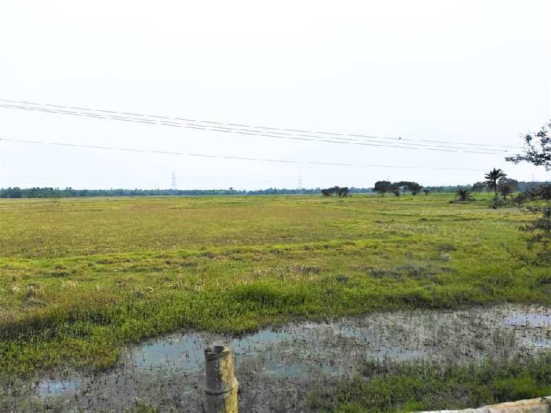 14 Bigha Land For Sale on Raichak Road, Mathur, West Bengal