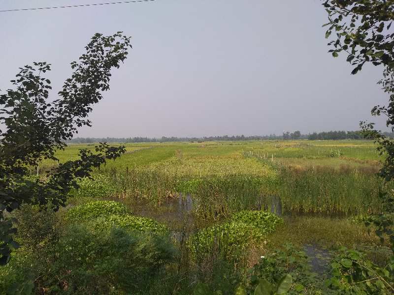 28 Bigha Land For Sale at Diamond Harbour, West Bengal