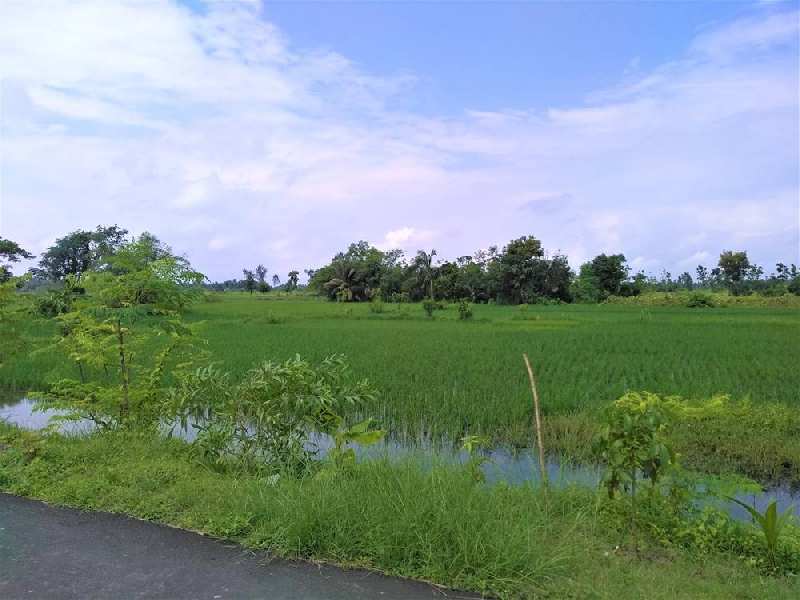 3.2 Bigha Farmland For Sale near Falta SEZ, West Bengal