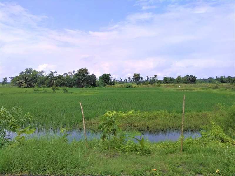 3.2 Bigha Farmland For Sale near Falta SEZ, West Bengal