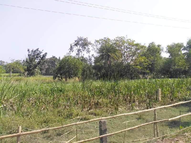 2 Bigha Farmland For Sale at Raichak, Near Ganga Kutir