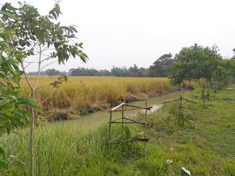 10 Bigha Farmland For Sale Near Falta SEZ, West Bengal
