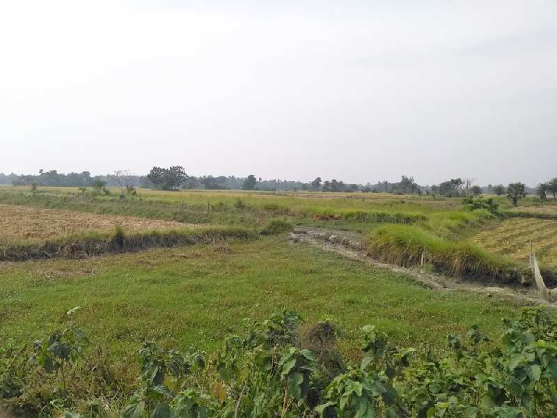 10 Bigha Farmland For Sale at Sarisha, Diamond Harbour, West Bengal