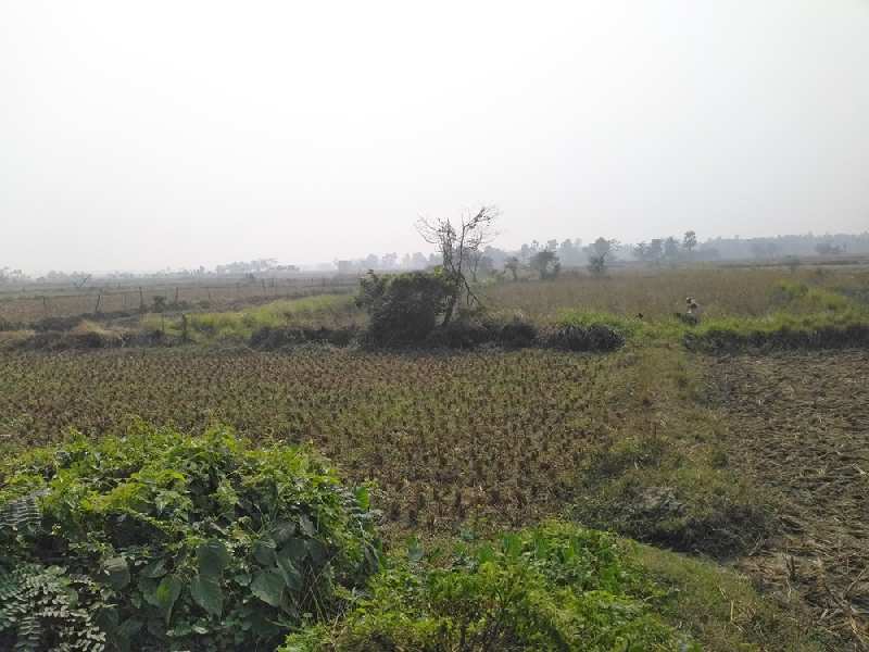 7 Bigha Farmland For Sale at Sarisha, Off D.H. Road, South 24 Parganas
