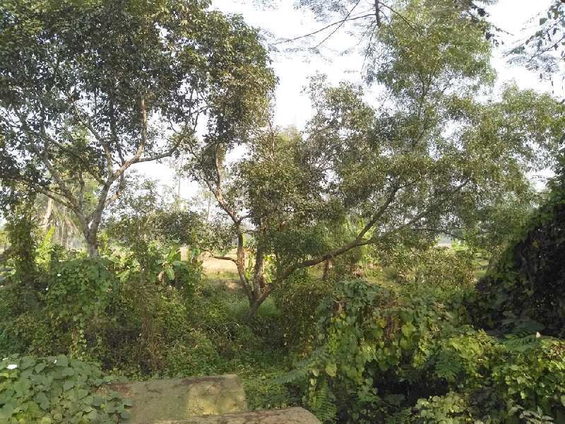 50 Cottahs Land For Sale at Diamond Harbour, On D.H. Road (NH12)