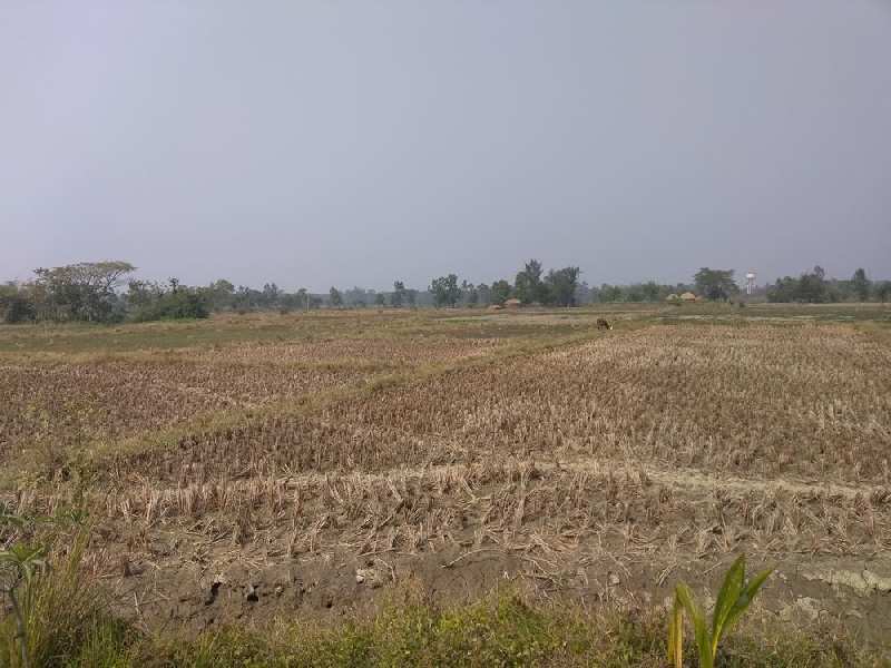 12 Bigha Farmland For Sale at Diamond Harbour, Near Falta SEZ, West Bengal