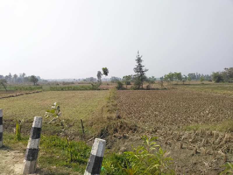 12 Bigha Farmland For Sale at Diamond Harbour, Near Falta SEZ, West Bengal