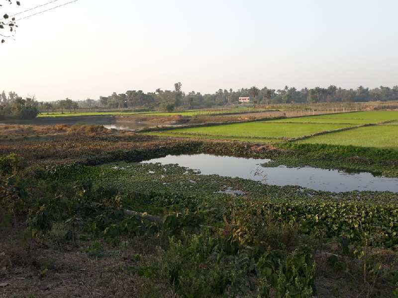 3.5 Bigha Farmland For Sale at Diamond Harbour, Near Ganga Kutir Raichak