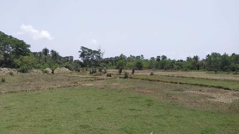 5 Bigha Farmland For Sale Near Ganga Kutir Raichak, Diamond Harbour