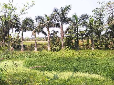 180 Bigha Land For Sale On D.H. Road, Banganagar, South 24 Parganas