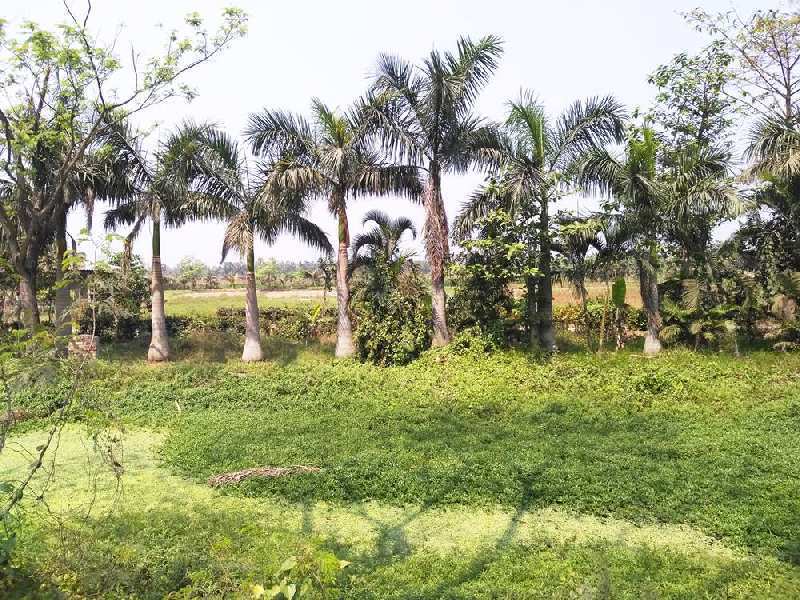 180 Bigha Land For Sale On D.H. Road, Banganagar, South 24 Parganas
