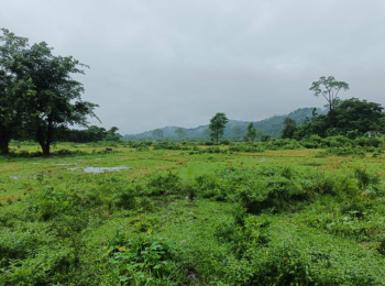 3 Bigha Agricultural/Farm Land for Sale in Banarhat Tea Garden, Jalpaiguri