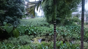 Property for sale in Lataguri, Jalpaiguri