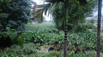 Property for sale in Lataguri, Jalpaiguri