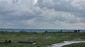 30 Bigha Residential Plot for Sale in Banarhat Tea Garden, Jalpaiguri