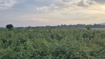 40 Bigha Residential Plot for Sale in Oodlabari, Jalpaiguri