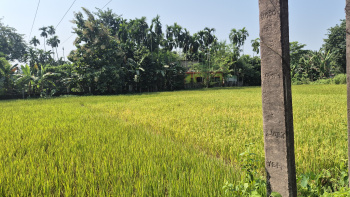 4 Bigha Residential Plot for Sale in Banarhat Tea Garden, Jalpaiguri