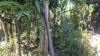 Property for sale in Lava, Kalimpong