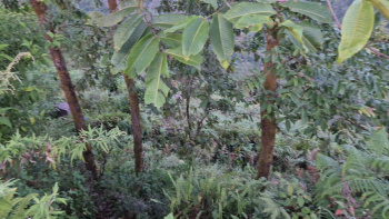 Property for sale in Lava, Kalimpong