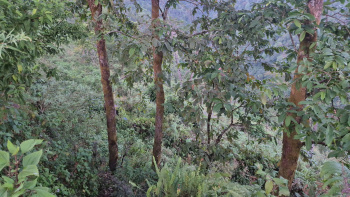 Property for sale in Lava, Kalimpong