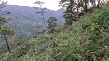 Property for sale in Lava, Kalimpong