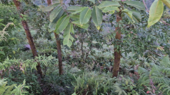 Property for sale in 8th Mile, Kalimpong