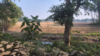 6 Bigha Agricultural/Farm Land for Sale in Nutan Para, Jalpaiguri