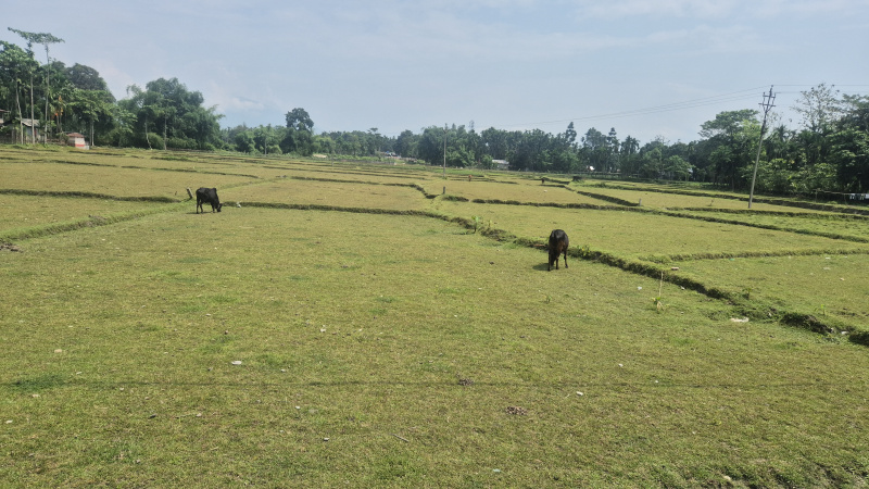 Industrial Land / Plot for Sale in Batabari, Jalpaiguri (7 Bigha)