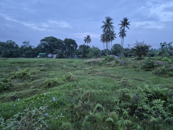 20 Bigha Residential Plot for Sale in Dhupguri, Jalpaiguri