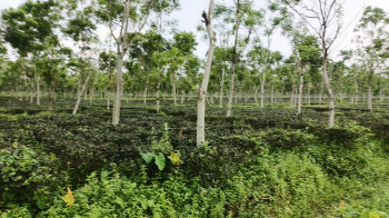 Residential Plot for Sale in Grassmore, Jalpaiguri (120 Bigha)