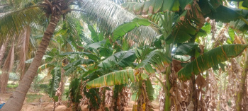 Farm House for Sale in Gangaikondan, Tirunelveli (5 Acre)