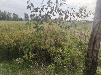 Agricultural/Farm Land for Sale in Bahjoi, Sambhal (50 Bigha)