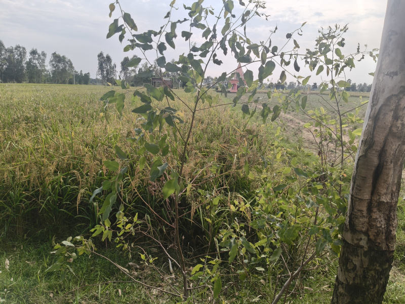 Agricultural/Farm Land For Sale In Bahjoi, Sambhal (50 Bigha)