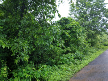 7.5 Acre Agricultural/Farm Land For Sale In Mangaon, Raigad