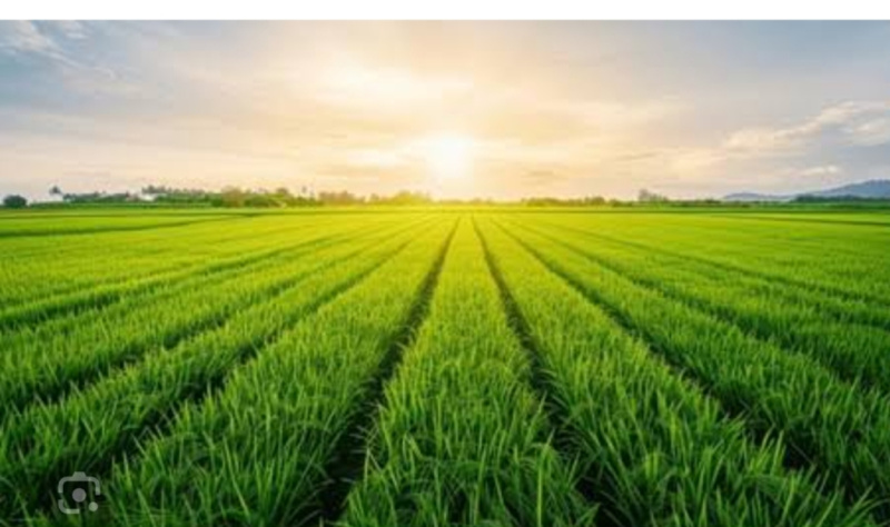 4.5 Bigha Agricultural/Farm Land For Sale In Kiratpur, Bijnor