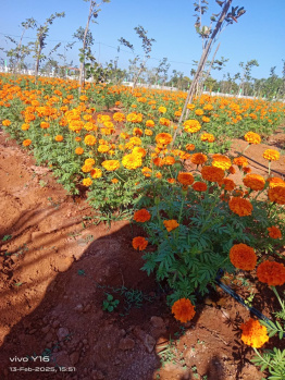 Ecr side red soil farm for sale