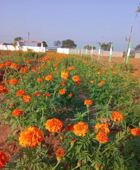 Agricultural/Farm Land for Sale in Madhurandagam, Chennai (10000 Sq.ft.)