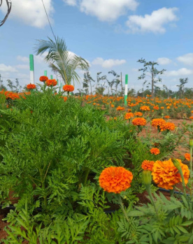 Agricultural/Farm Land for Sale in East Coast Road, Chennai (12000 Sq.ft.)