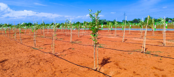 22 Cent Agricultural/Farm Land for Sale in Kalapet, Pondicherry
