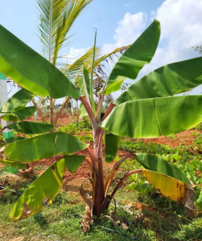 Agricultural/Farm Land for Sale in East Coast Road, Pondicherry (9900 Sq.ft.)